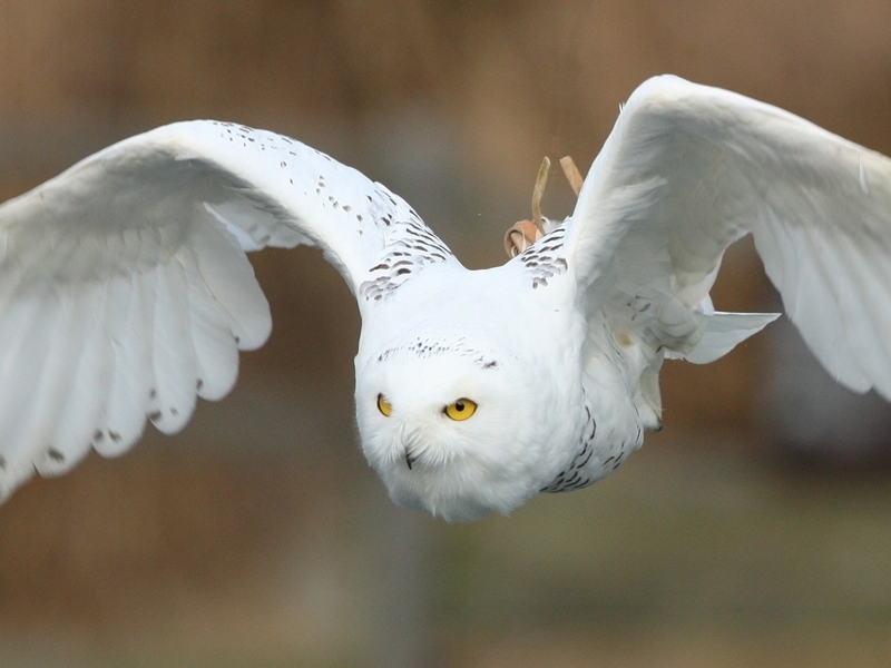 冬季限定 シロフクロウのハリーが今年もかえってきた シロフクロウのハリー 掛川花鳥園バードショーに出演開始 掛川花鳥園のプレスリリース