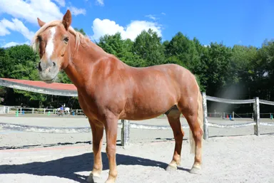 ポニーも待機中！