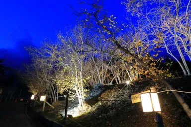 ロウバイライトアップイメージ