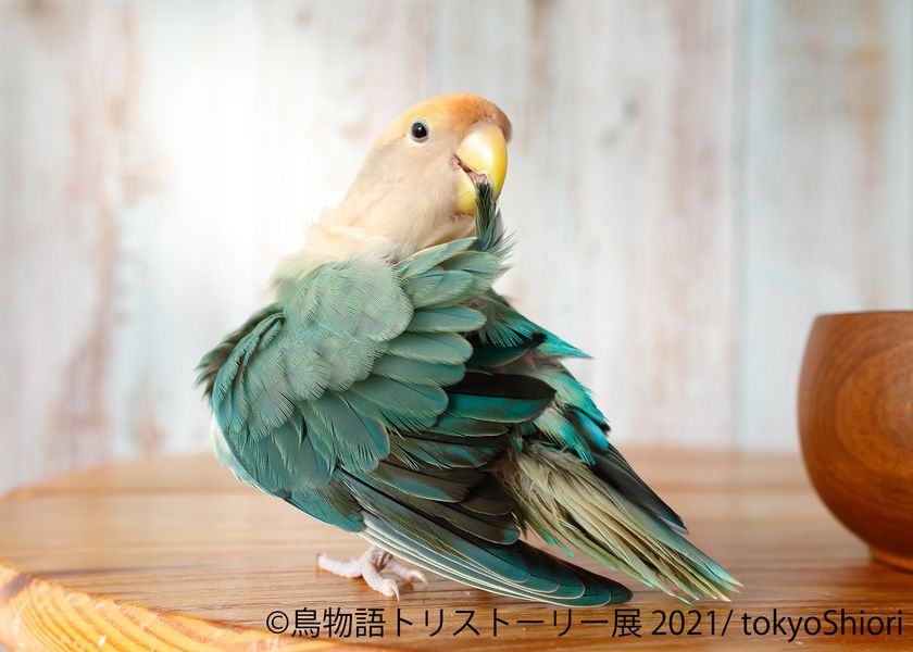 可愛い小鳥からワイルドな野鳥まで 一瞬の美しさ がテーマの作品大集結 鳥物語トリストーリー展 21 2 名古屋で開催 株式会社baconのプレスリリース