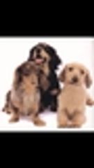 ドッグディンプルスペットホテルのロゴ