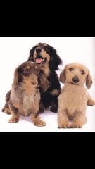 ドッグディンプルスペットホテル