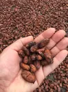 直輸入のカカオ生豆