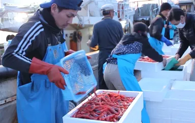 獲れたての甘えびを煎餅に