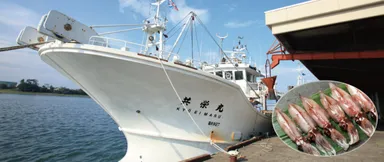 4、5月がピークのホタルイカ漁