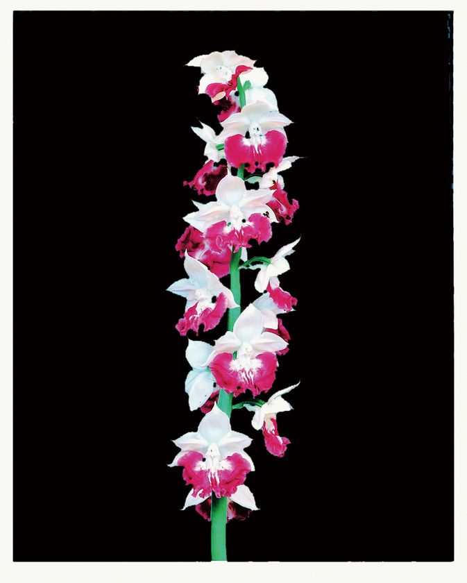 国際的な蘭の祭典「世界らん展2021-花と緑の祭典-」開催 | 世界らん展