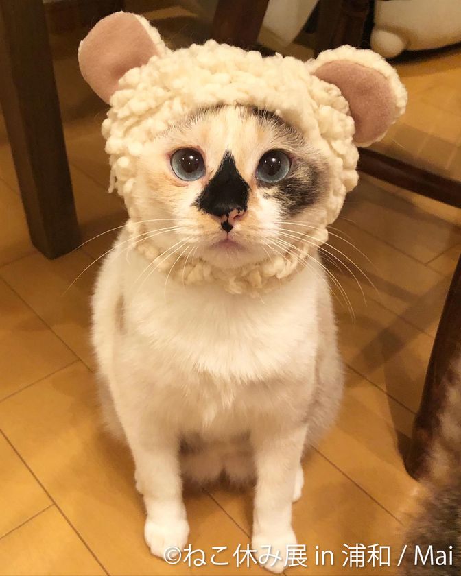 3年ぶり埼玉上陸 猫の祭典 ねこ休み展 In 浦和 2 17 開催 無病息災を願う ねこ 休み神社 新作グッズ目白押し 株式会社baconのプレスリリース 3年ぶり埼玉上陸 猫の祭典 ねこ休み展 In 浦和 2 17 開催 無病息災を願う ねこ 休み神社 新作グッズ目白押し 株式会社baconのプレスリリース
