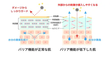 バリア機能とは