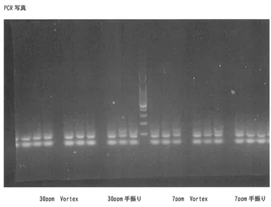 ヒトコロナウイルスPCR