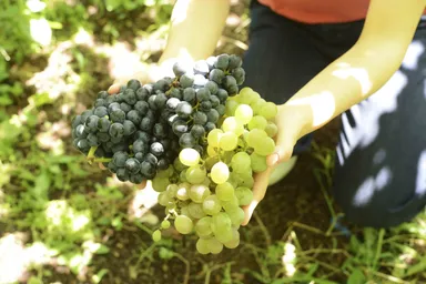 おかえりワイン 原料