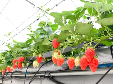 いちごハウス