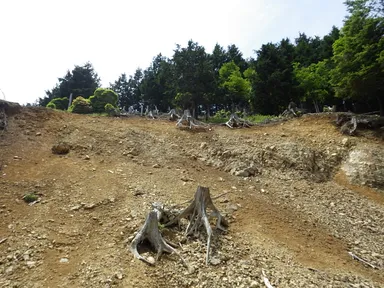 (2)下層植生の亡失による土壌流出