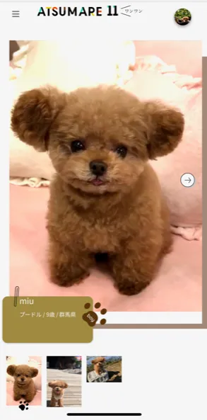 愛犬の紹介ページを作成します。