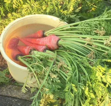 銭谷農園で栽培されているブランド京野菜の金時にんじん