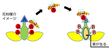 ミツバチを介した受粉