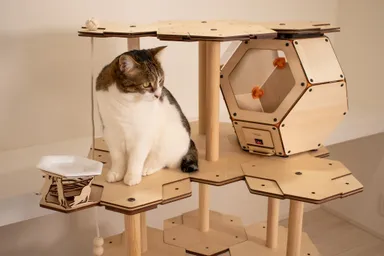 キャットタワーの上に暖かな居場所を