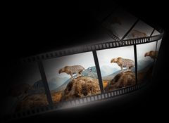 24P / 25P / 30P フィルム再生に対応