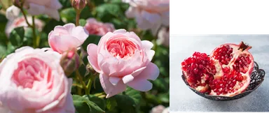 ホワイトローズミント