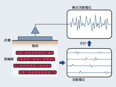 筋電位とは