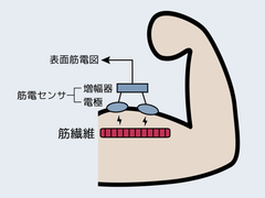 筋電位とは