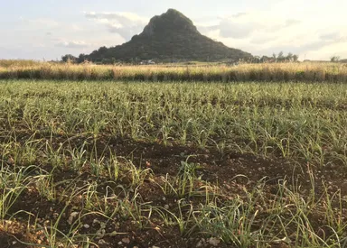 伊江島のシンボル『城山』