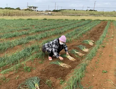 『島らっきょう』収穫風景