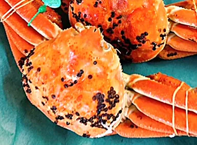 間人カニ（訳あり 冷蔵・ボイル）