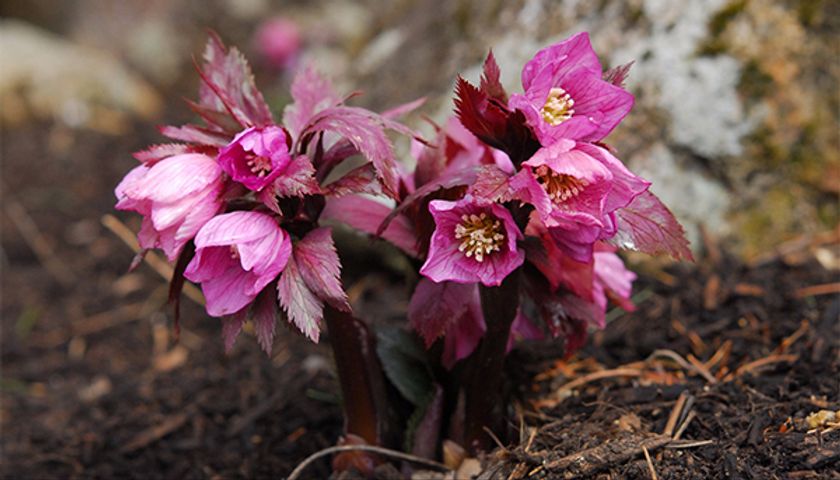 関西唯一！幻のクリスマスローズの群落を展示
六甲高山植物園「クリスマスローズ展」