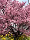 早咲きの桜(静岡県焼津市) 1