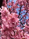 早咲きの桜(静岡県焼津市) 2