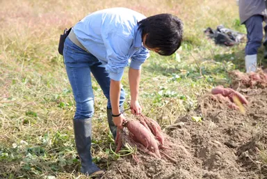 農家さんが収穫している様子