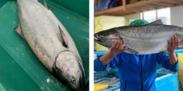 宮城県沖で年に10数本しか獲れない貴重な高級魚【ますのすけ】1匹まるまるセット