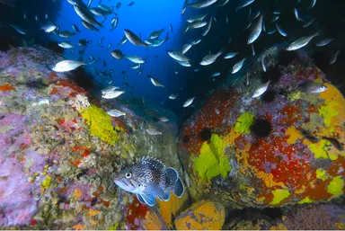 三陸の海を泳ぐ魚 (C)YASUAKI KAGII