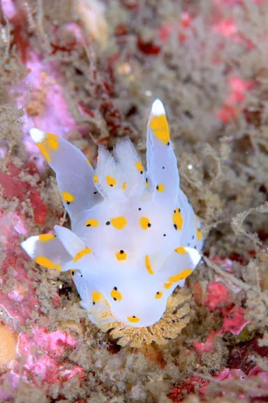 コケムシを食べるウミウシ　(C)YASUAKI KAGII