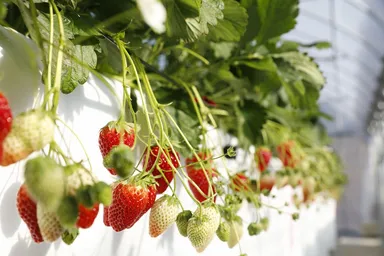 菜根たんアルシェ大宮店で先行販売される「にこにこベリー」