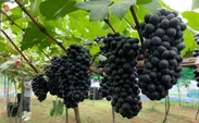 広島産ワイン用のブドウ