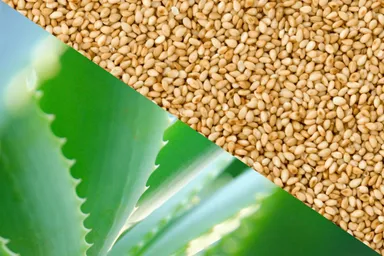 美肌県で有名な“島根県出雲産の『アロエベラ液汁』＆『ゴマ油(生絞り)』”配合