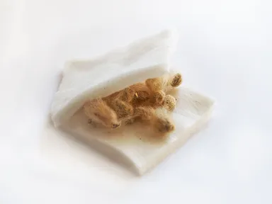 別添：国産茶綿の種