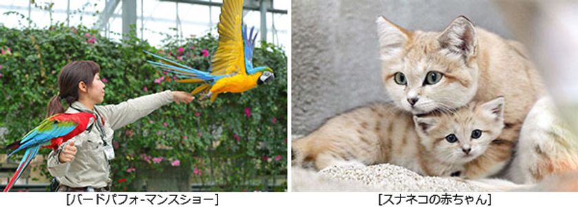 「神戸どうぶつ王国・阪神電車・ポートライナーセット券」の発売について