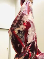 鹿肉(熟成中)