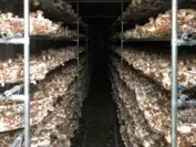 営農ハウス1棟に1,000本の菌床