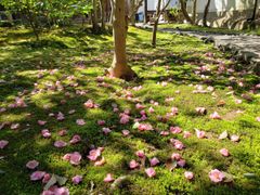 椿の庭園1
