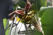 完熟したバナナを1本1本手で収穫