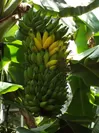園内で栽培されているバナナ