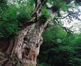 縄文杉(屋久島)