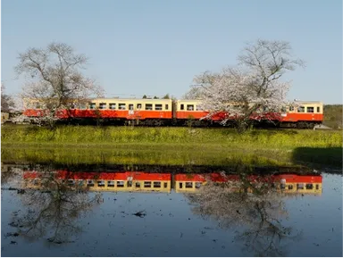 小湊鐵道(菜の花と桜)
