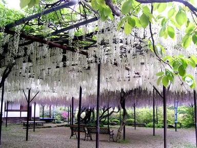 樹齢160年の大藤