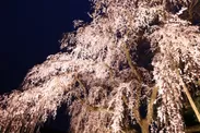 霊宝館大枝垂れ桜