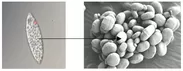 パラミロン高含有ユーグレナ(EOD-1株)とパラミロン顕微鏡写真