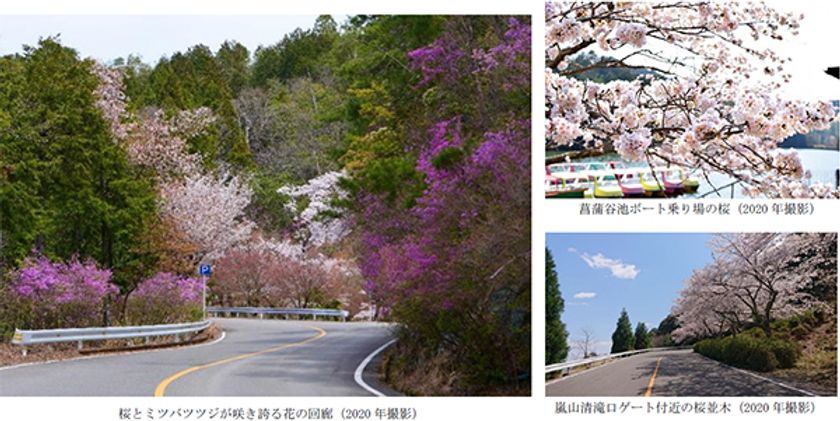 嵐山‐高雄パークウエイは、
まもなく桜とミツバツツジが満開を迎えます
＝ 満開予想は3月下旬～4月上旬頃です ＝